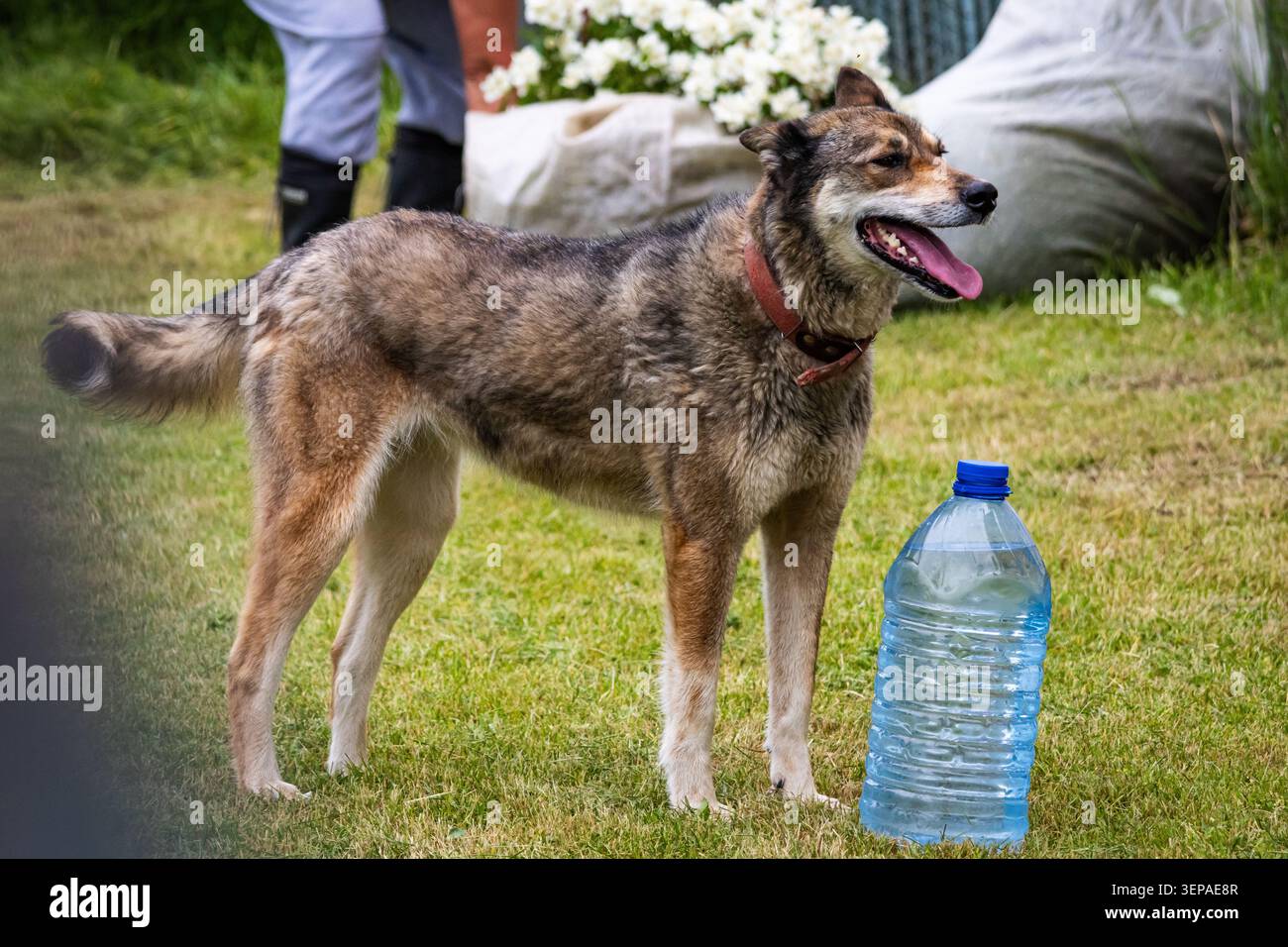 Il rilassato cane della fattoria fa una pausa accanto a un grande serbatoio d'acqua sul prato. Bocca aperta e pianto dopo il gioco. Ambiente di campagna informale con erba verde e sof Foto Stock