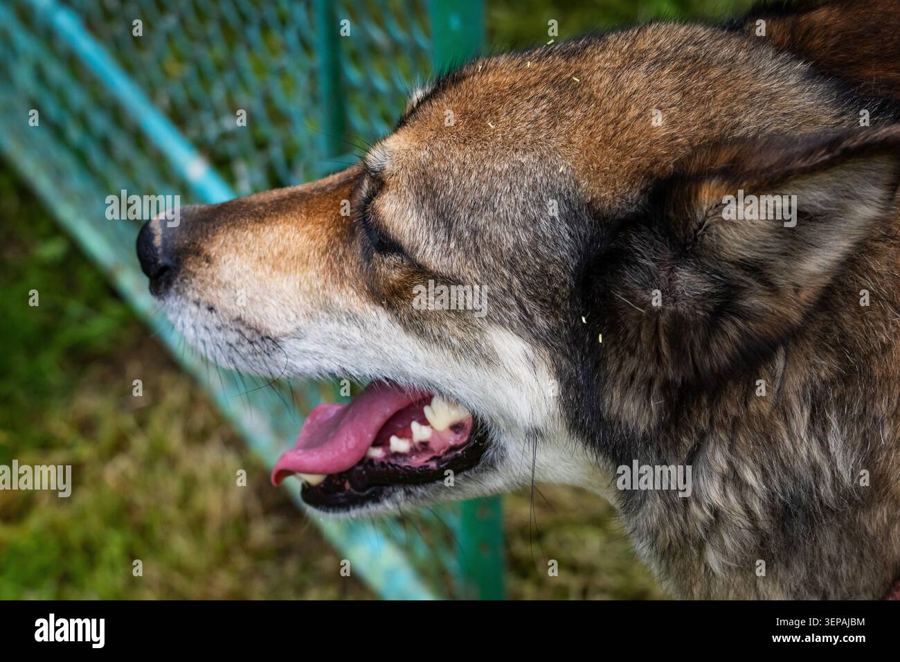 Profilo laterale di un cane che pintona le orecchie e apre la bocca vicino a una recinzione del giardino. La pelliccia corta e la luce soffusa rivelano texture e carattere tranquillo in un simp Foto Stock