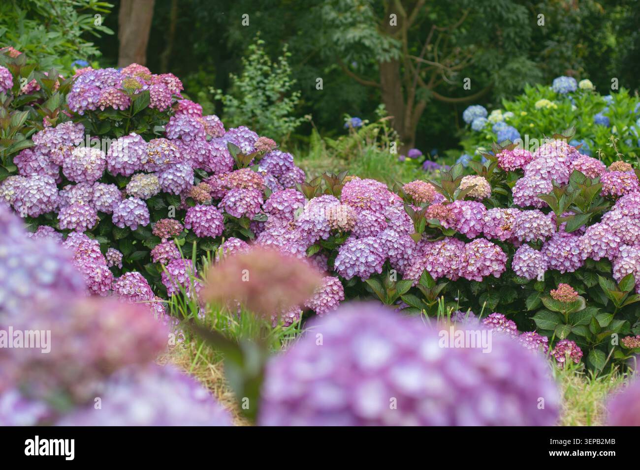 Colorate piante di Hydrangea macrophylla in sfumature di rosa, viola e blu circondate da morbide sfocature del giardino. Nota anche come ortensia o ortensia bigleaf Foto Stock