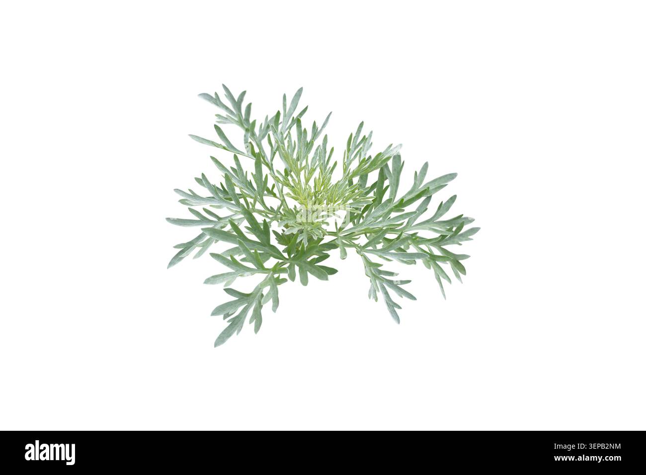 Fogliame finemente diviso di Artemisia absinthium, noto anche come legno comune isolato su bianco. Foglie aromatiche argentate di questo elemento distintivo di Foto Stock