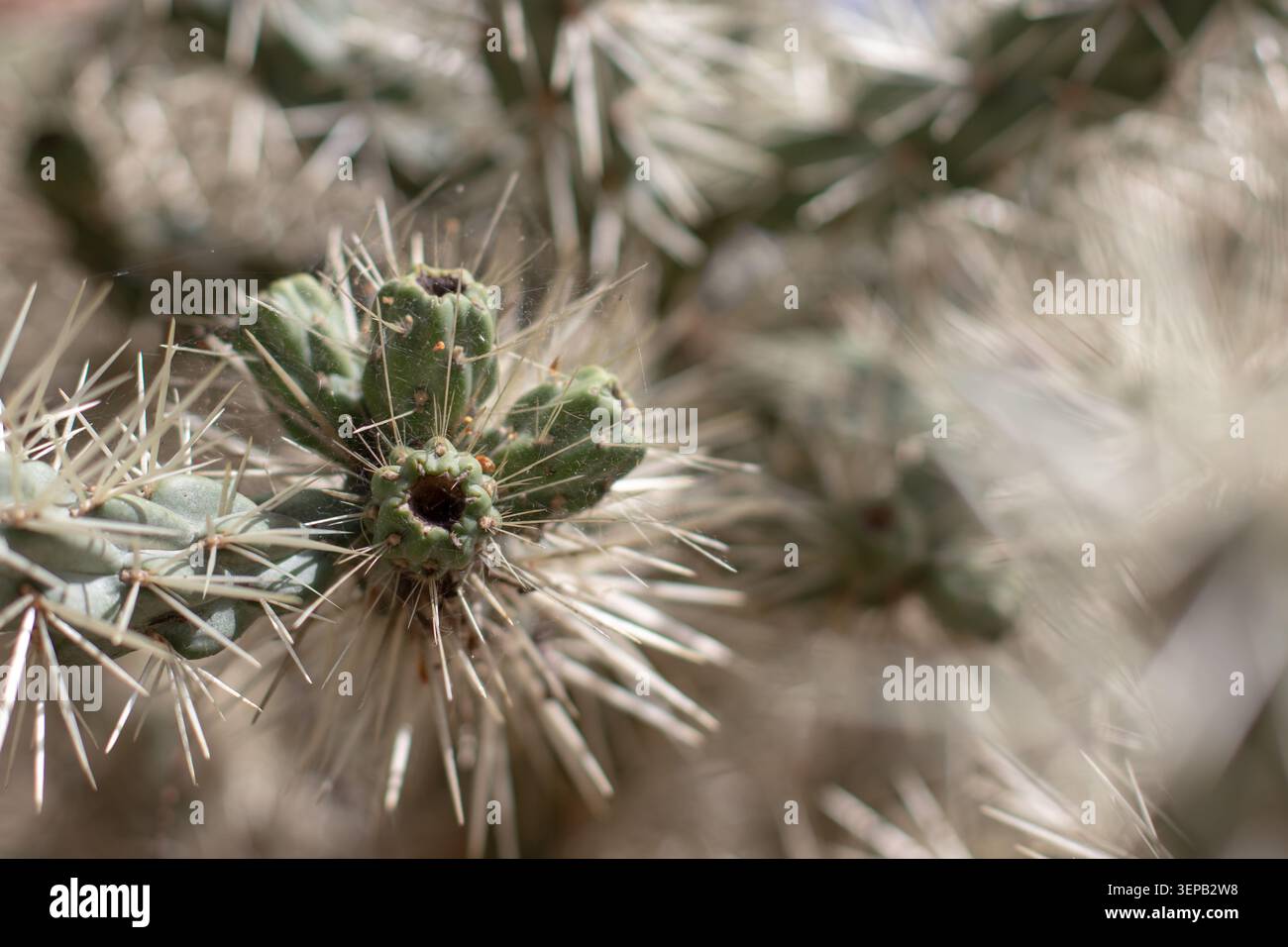 Primo piano dei rami di Cylindropuntia densamente coperti da spine chiare illuminate dalla luce del sole. La messa a fuoco selettiva evidenzia la trama complessa e la str Foto Stock