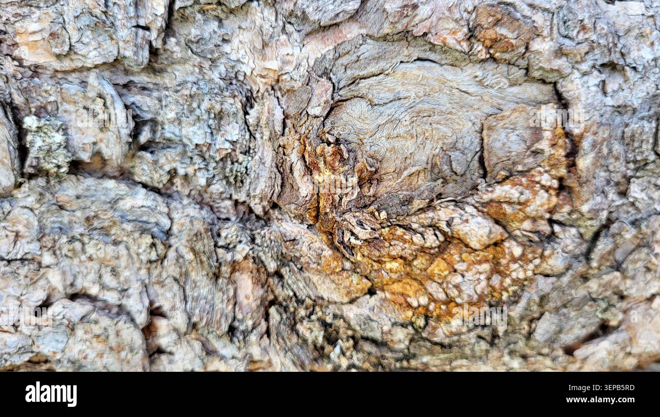 Primo piano della corteccia degli alberi con nodo ramificato e struttura in legno dettagliata nella natura svizzera Foto Stock