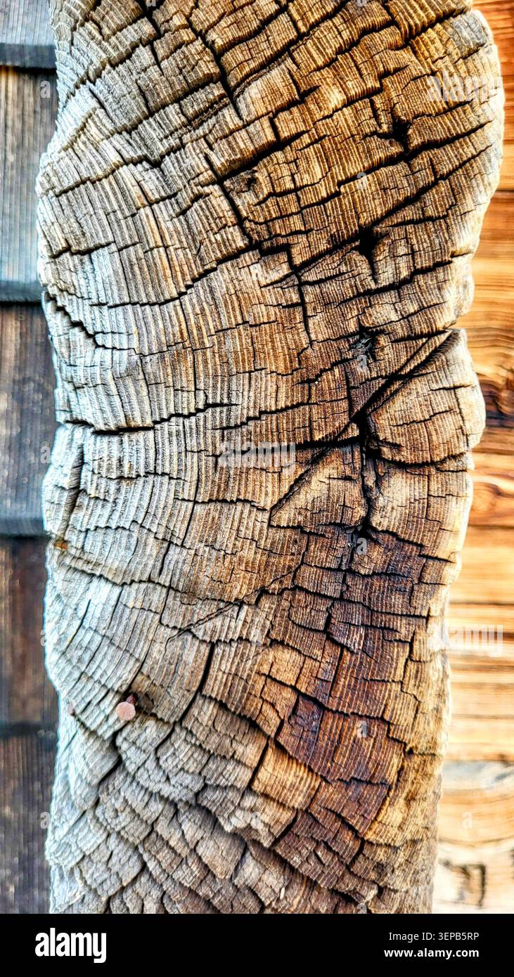 Primo piano unico di texture di legno intemprato con toni marrone e grigio nella natura svizzera Foto Stock