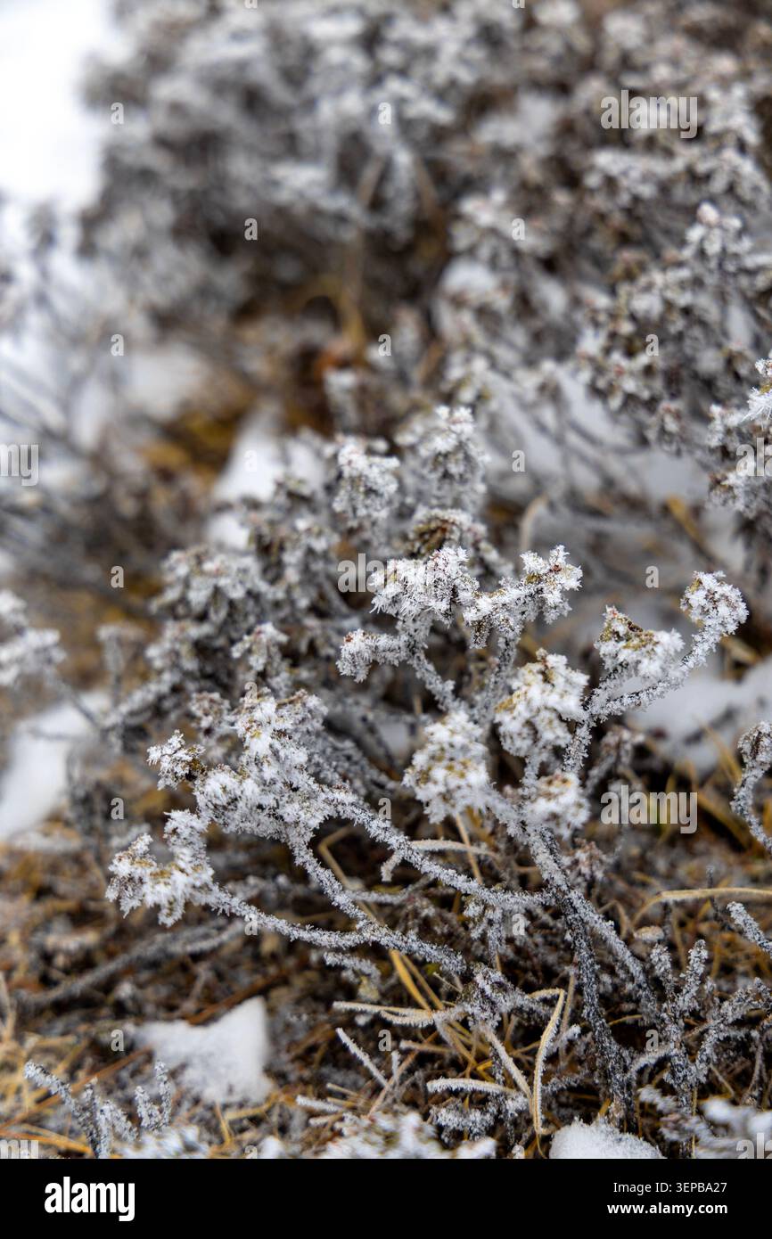 Vegetazione ghiacciata vicino a Pheriche, Himalaya, Nepal Foto Stock