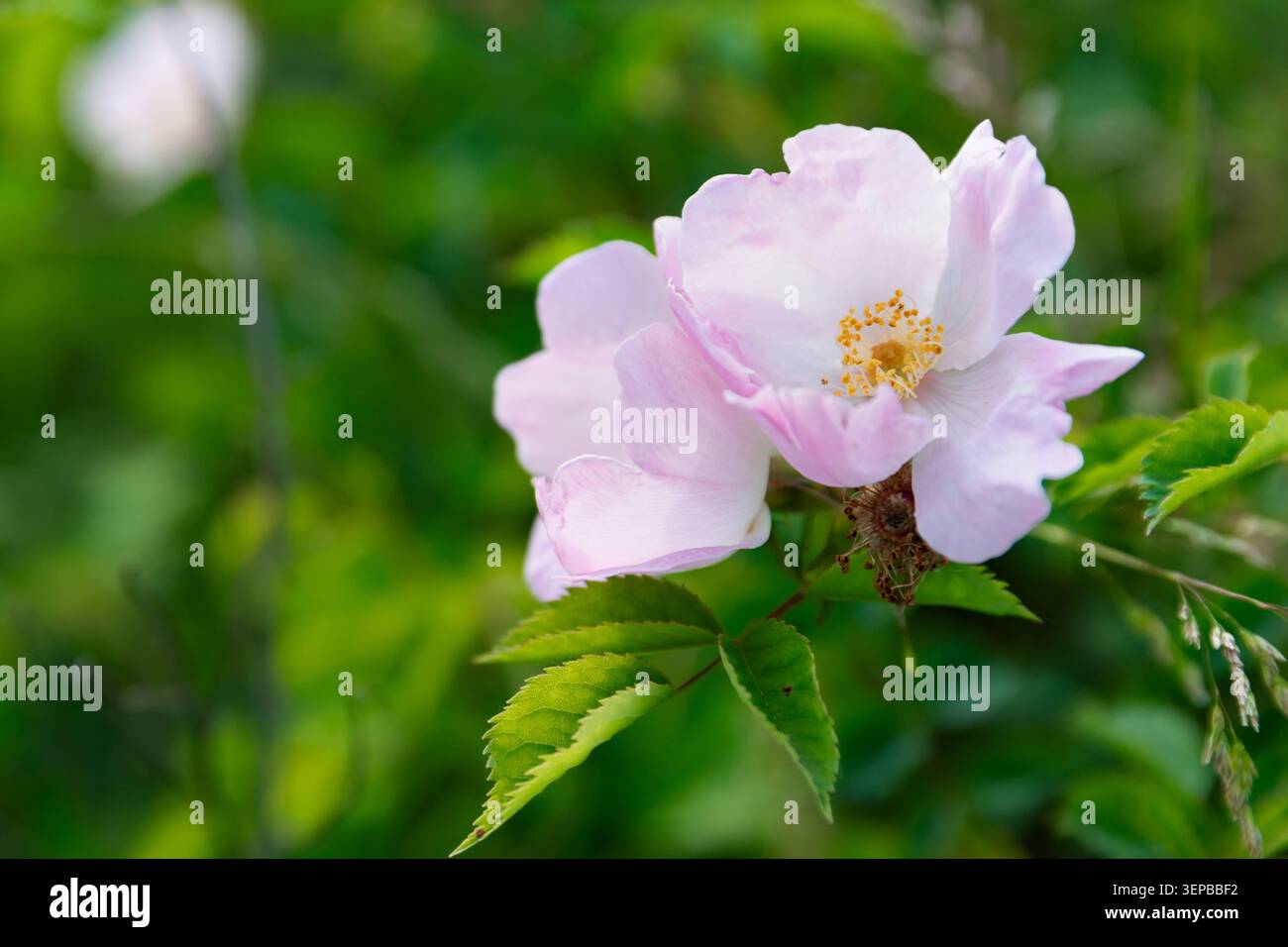 Delicato fiore rosa rosa rosa rosa rosa rosa con sfondo verde morbido naturale Foto Stock