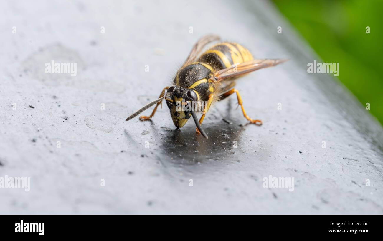 Biodiversità - Makro di una comune vespa sul soffitto. Foto di alta qualità Foto Stock