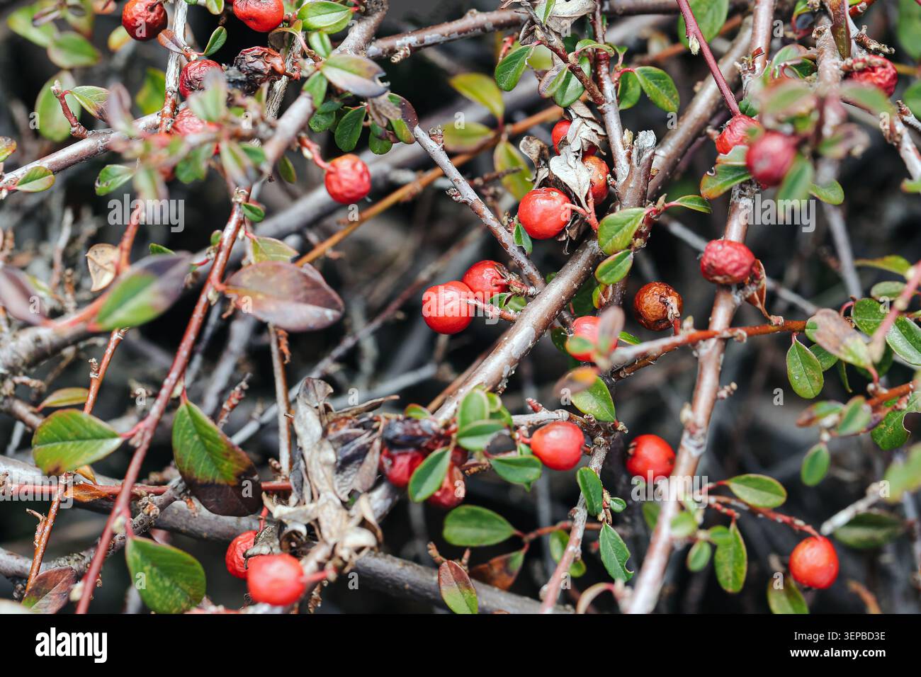 Bacche rosse che crescono su rami di arbusti. Piante selvatiche in ambiente naturale e natura stagionale all'aperto. Foto Stock