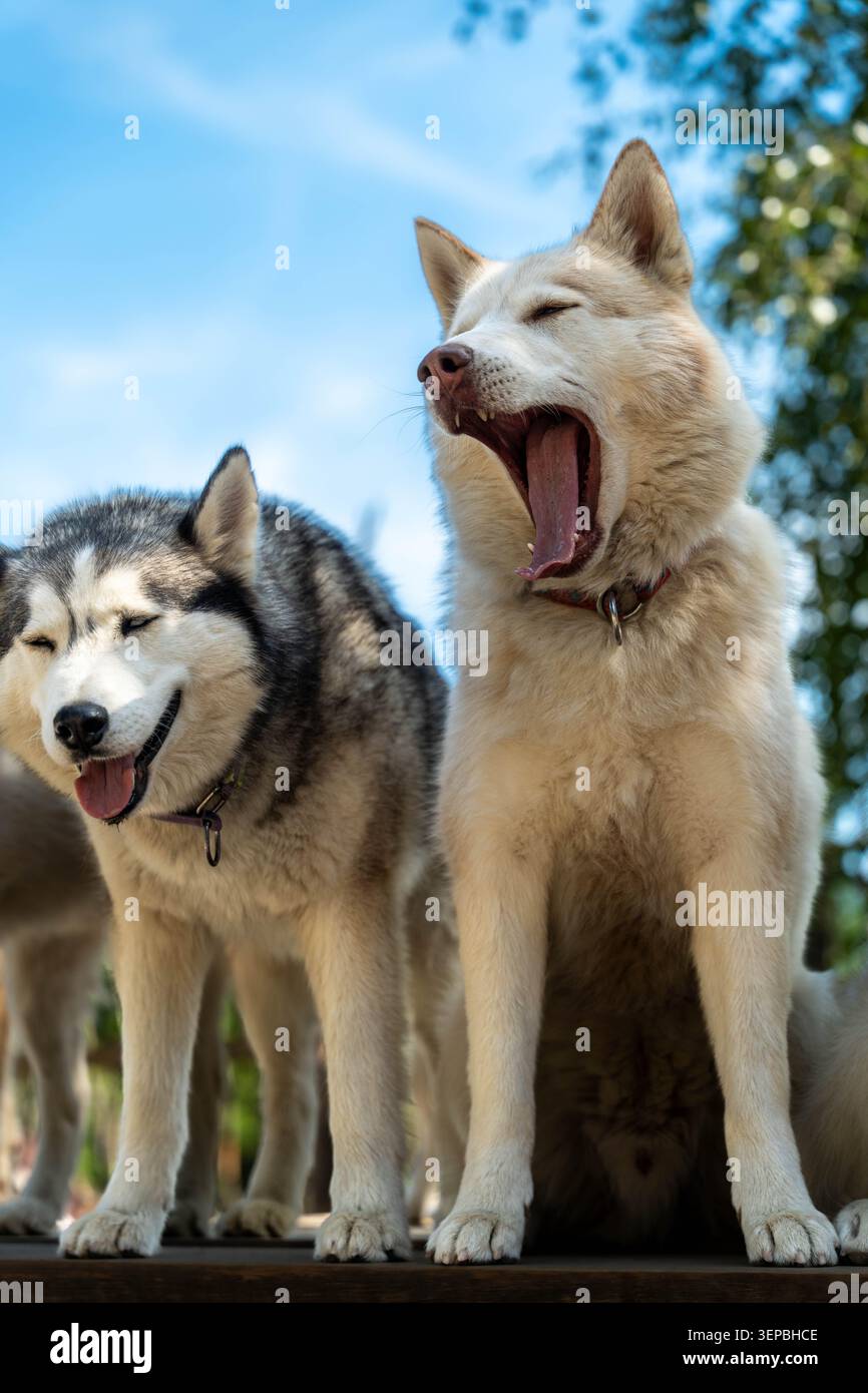 Due cani husky che stanno fianco a fianco all'esterno, uno di colore chiaro e uno di colore bianco e nero, entrambi sbadiglianti con gli occhi chiusi sulla piattaforma rialzata sotto la luce Foto Stock
