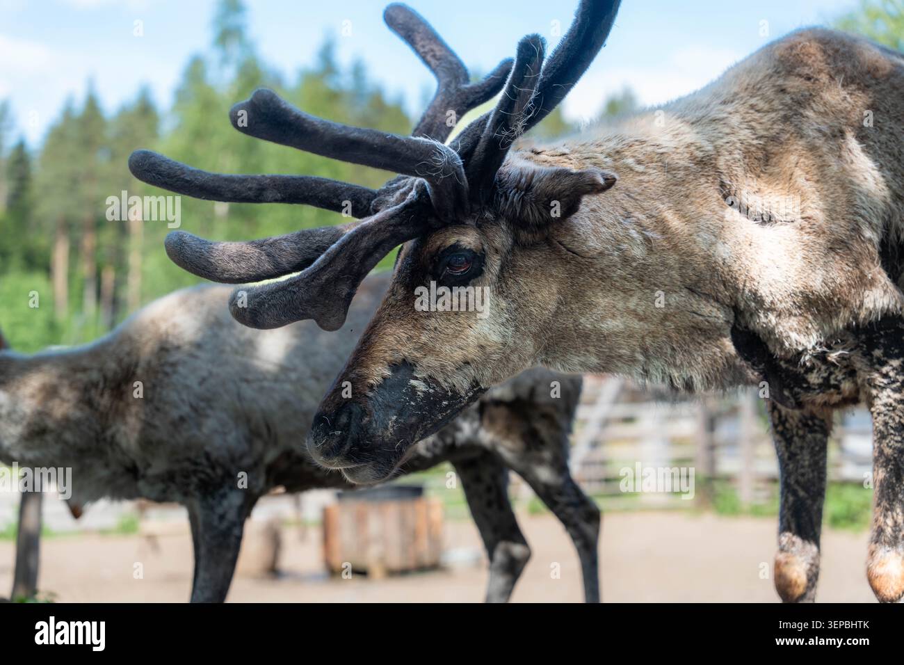 Vista ravvicinata delle renne con ampie corna e pellicce mercantile in un recinto naturale all'aperto con un altro animale offuscato sullo sfondo e morbido Foto Stock