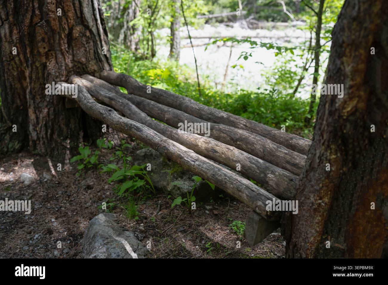 Panchina in legno fatta a mano di tronchi tra tronchi d'albero in un campo forestale selvaggio Foto Stock
