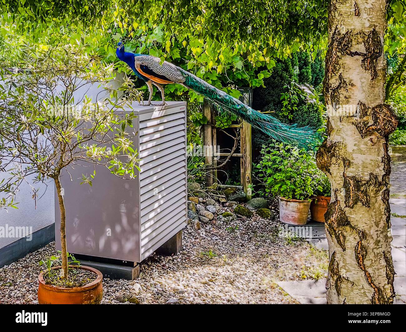 Herbert il Peacock sulla pompa di calore. Grevenbroich, Renania settentrionale-Vestfalia, Germania Foto Stock