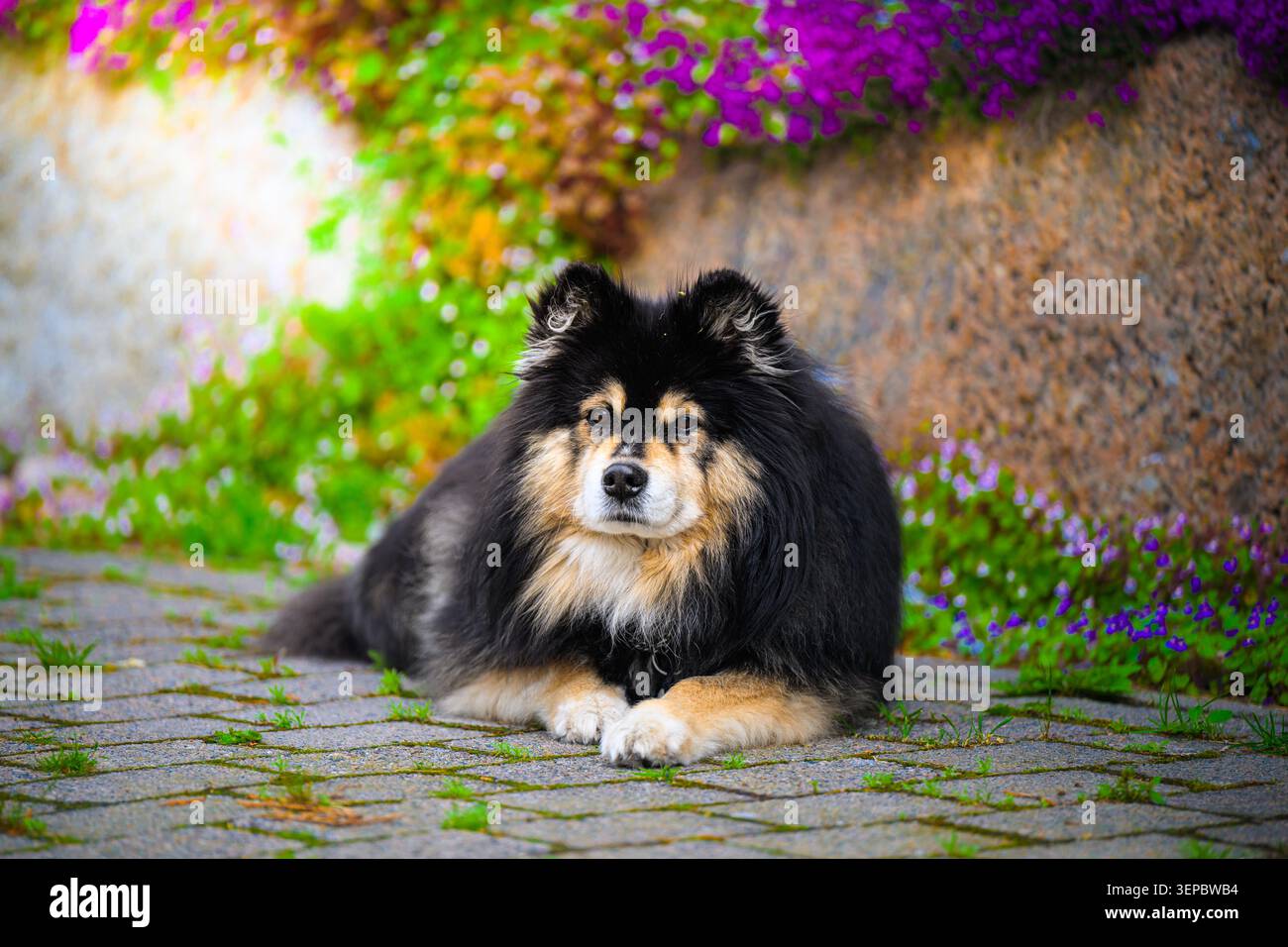 Un cane (un lapphund finlandese) riposa nel cortile con un terreno colorato Foto Stock