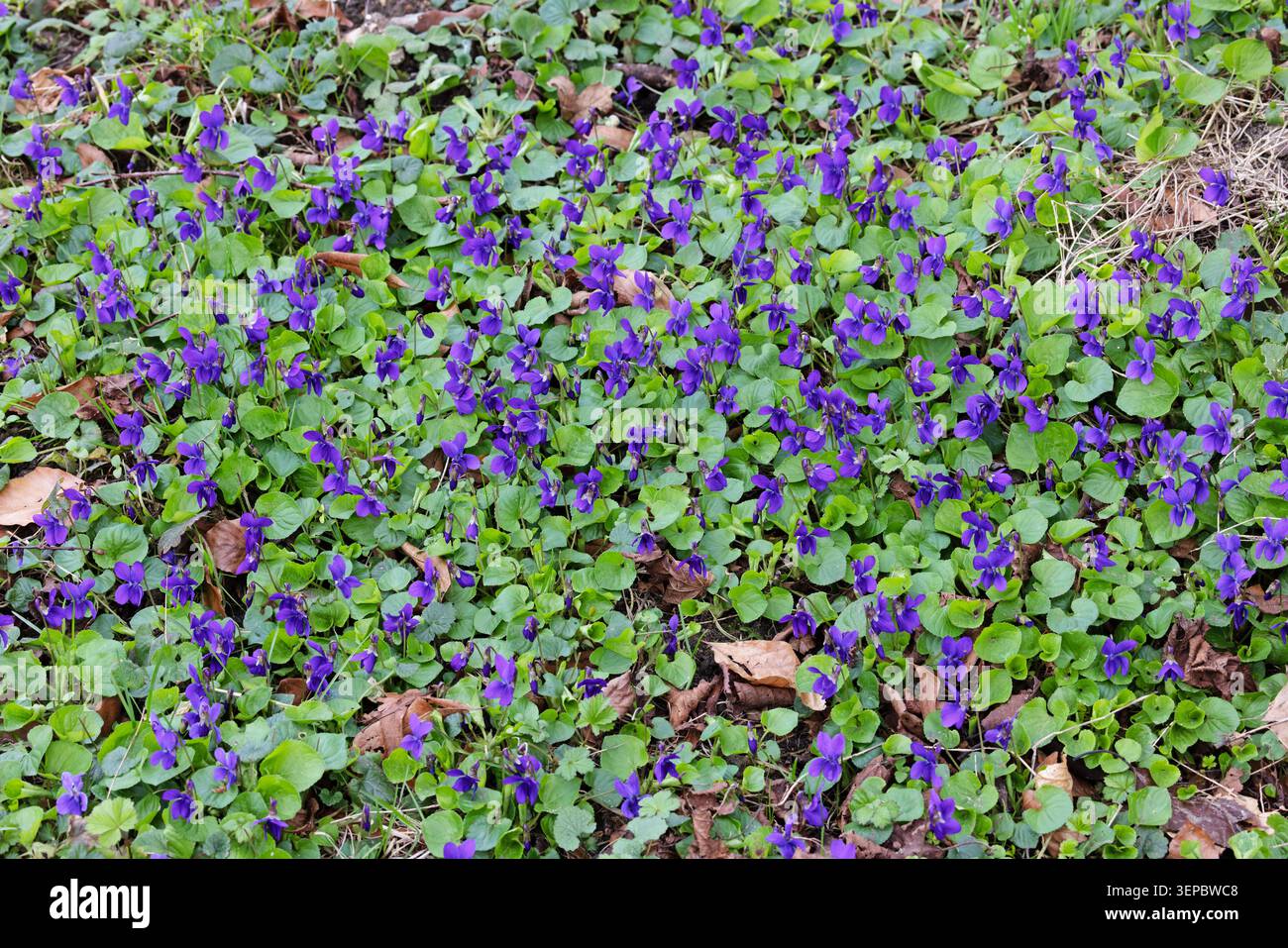 Sweet Violet (Viola odorata) fiori Norfolk marzo 2026 Foto Stock