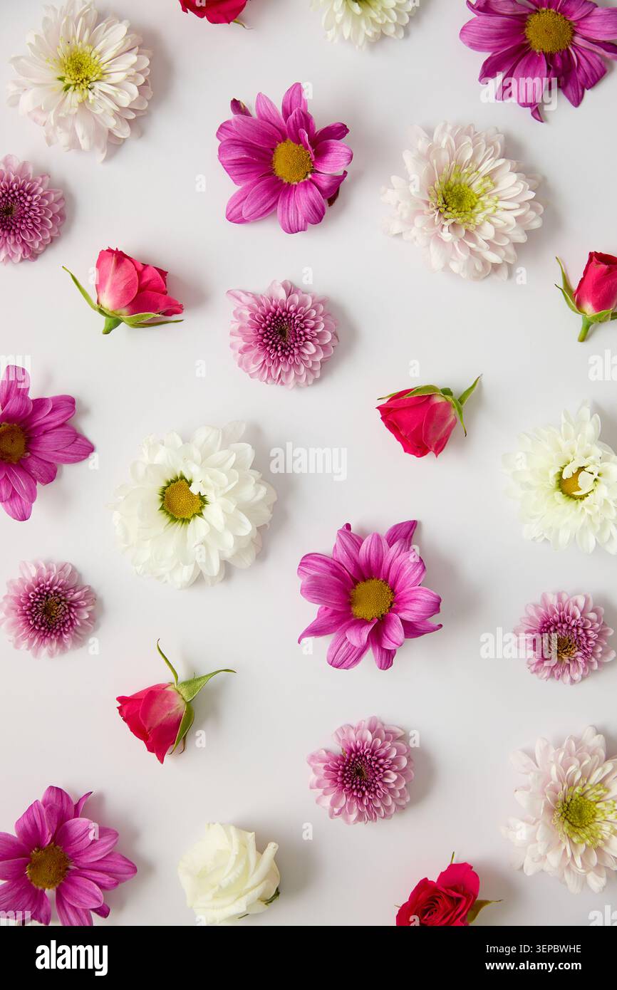 vivaci fiori primaverili disposti su bianco Foto Stock