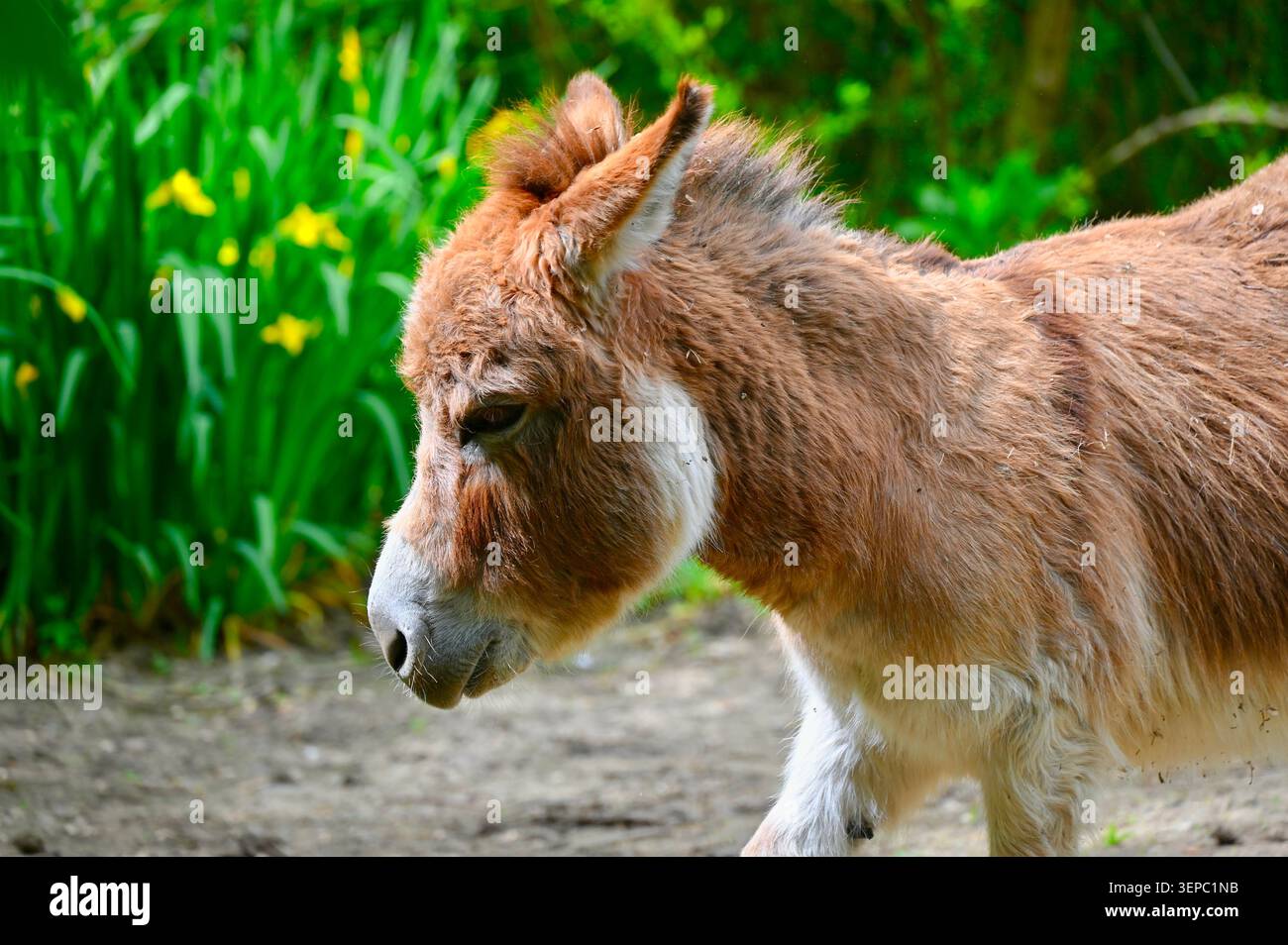 Un bellissimo ritratto orizzontale ravvicinato di un morbido asino marrone (Equus asinus) catturato di profilo su uno sfondo naturale e vibrante. Il dolce Foto Stock