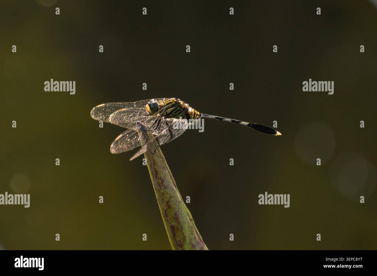Una variegata dragonfly skimmer verde illuminata dal sole. Fotografato nella parte occidentale di Singapore. Foto Stock