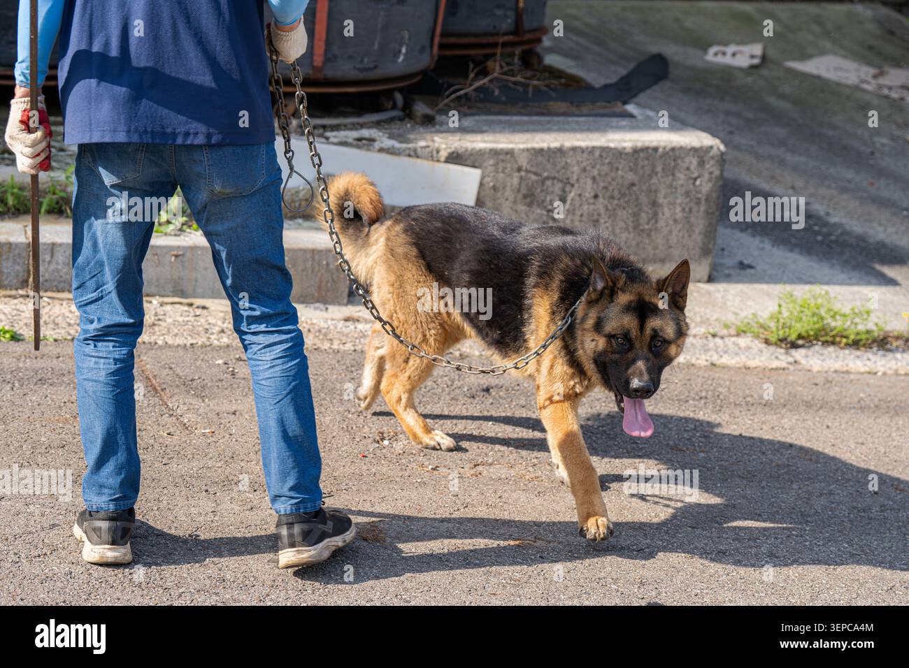Cane pastore tedesco su una guinzaglio a catena che cammina all'aperto su una strada asfaltata con tempo soleggiato Foto Stock