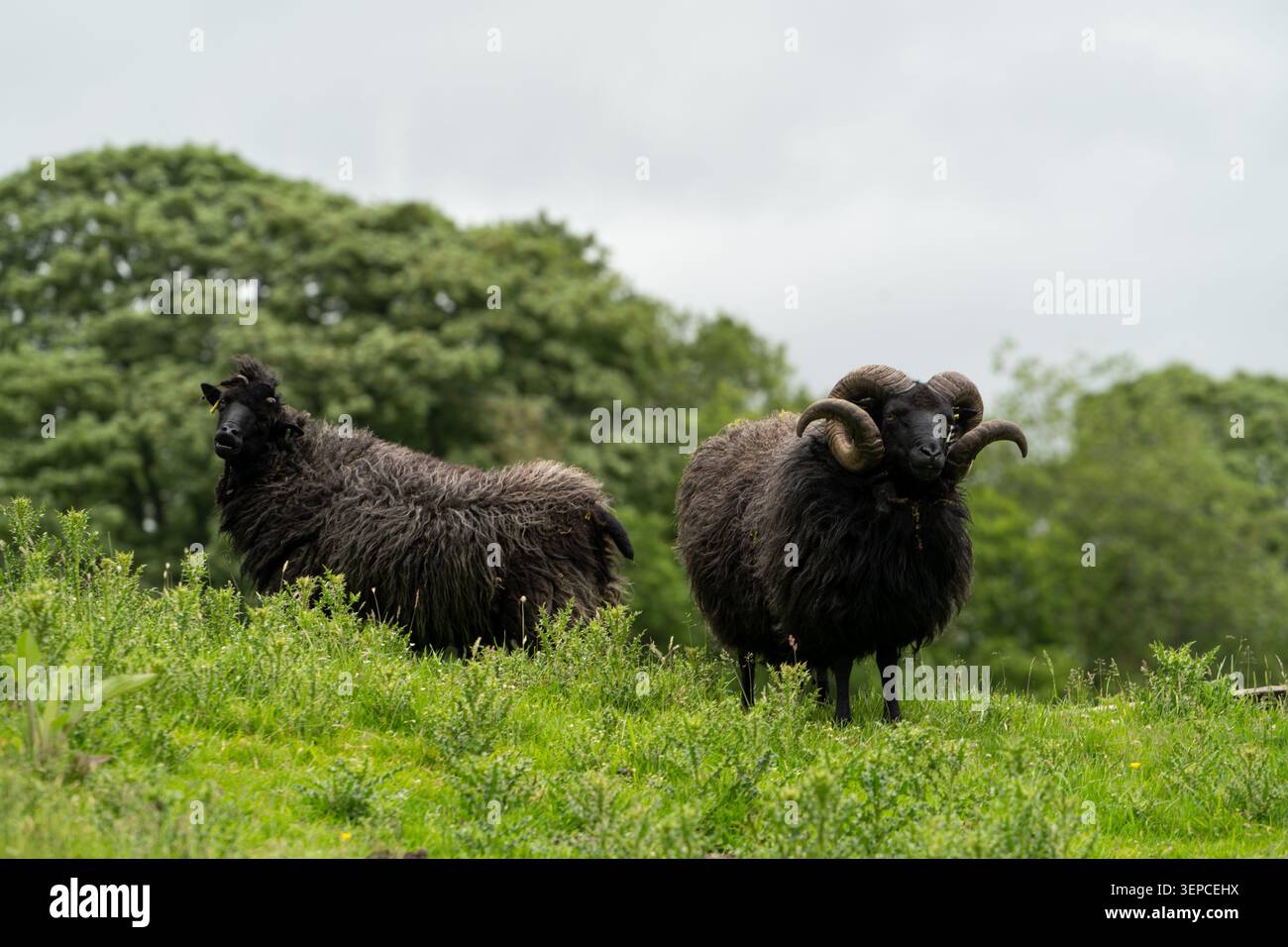 Due pecore delle Ebridi con corna ricciolate che pascolano su pascoli verdi lussureggianti nel Lake District, Cumbria Foto Stock