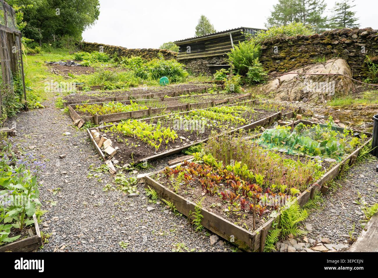 Aiuole rialzate in un'area Cumbra nel Lake District, con colture a foglia che crescono in appezzamenti incorniciati da legname Foto Stock
