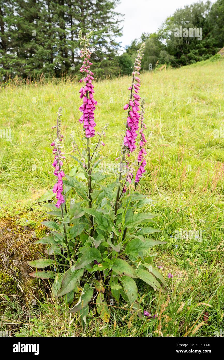 Guanti di volpe selvatici in piena fioritura che crescono in un prato erboso nel Lake District, Cumbria, Inghilterra Foto Stock