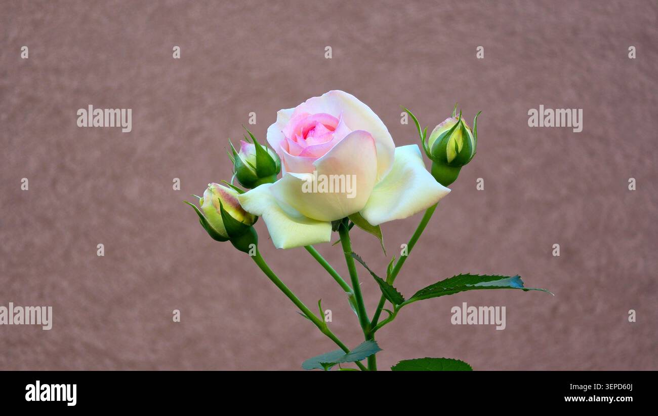Un delicato fiore di rosa eden in fiore con petali esterni bianchi cremosi e un centro rosa tenue cresce su uno stelo con tre gemme verdi chiuse davanti Foto Stock