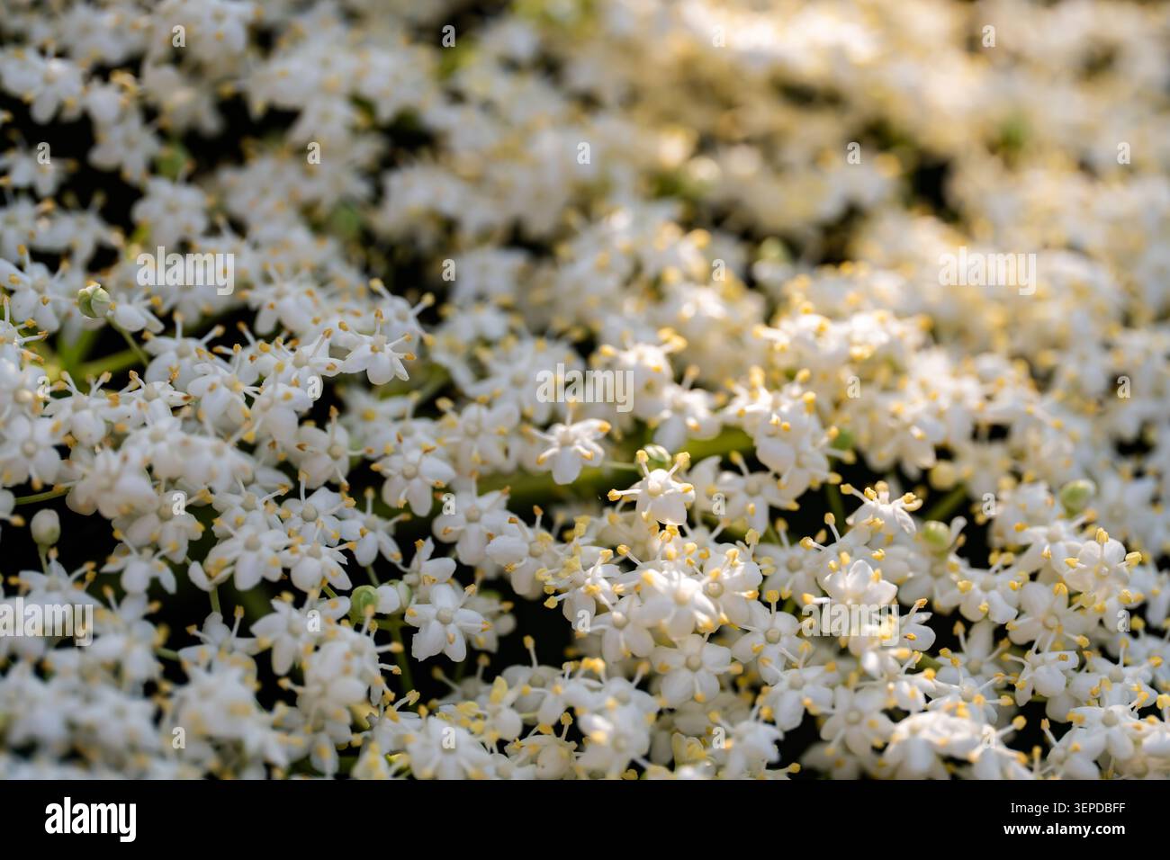 I fiori di sambuco creano un'atmosfera di freschezza e armonia naturale. Foto Stock