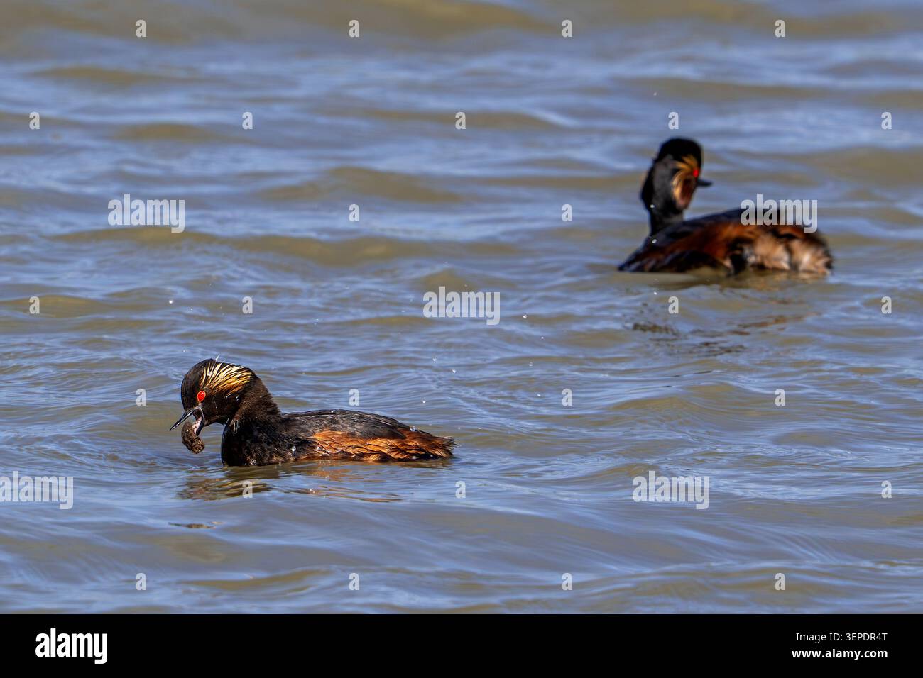 Grebe dal collo nero / grebe orecchie (Podiceps nigricollis) adulti nell'allevamento di piume rigurgito di pellet mentre nuotano nello stagno in primavera Foto Stock