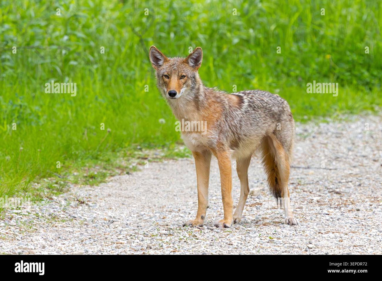 Un coyote fissa la fotocamera mentre si trova su un sentiero calcareo nella prateria. Foto Stock