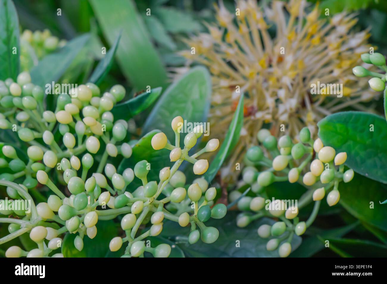 Vista ravvicinata delle bacche di edera in via di sviluppo circondate da foglie verdi lucide, che evidenziano la crescita naturale delle piante e i dettagli botanici stagionali in un'officina Foto Stock