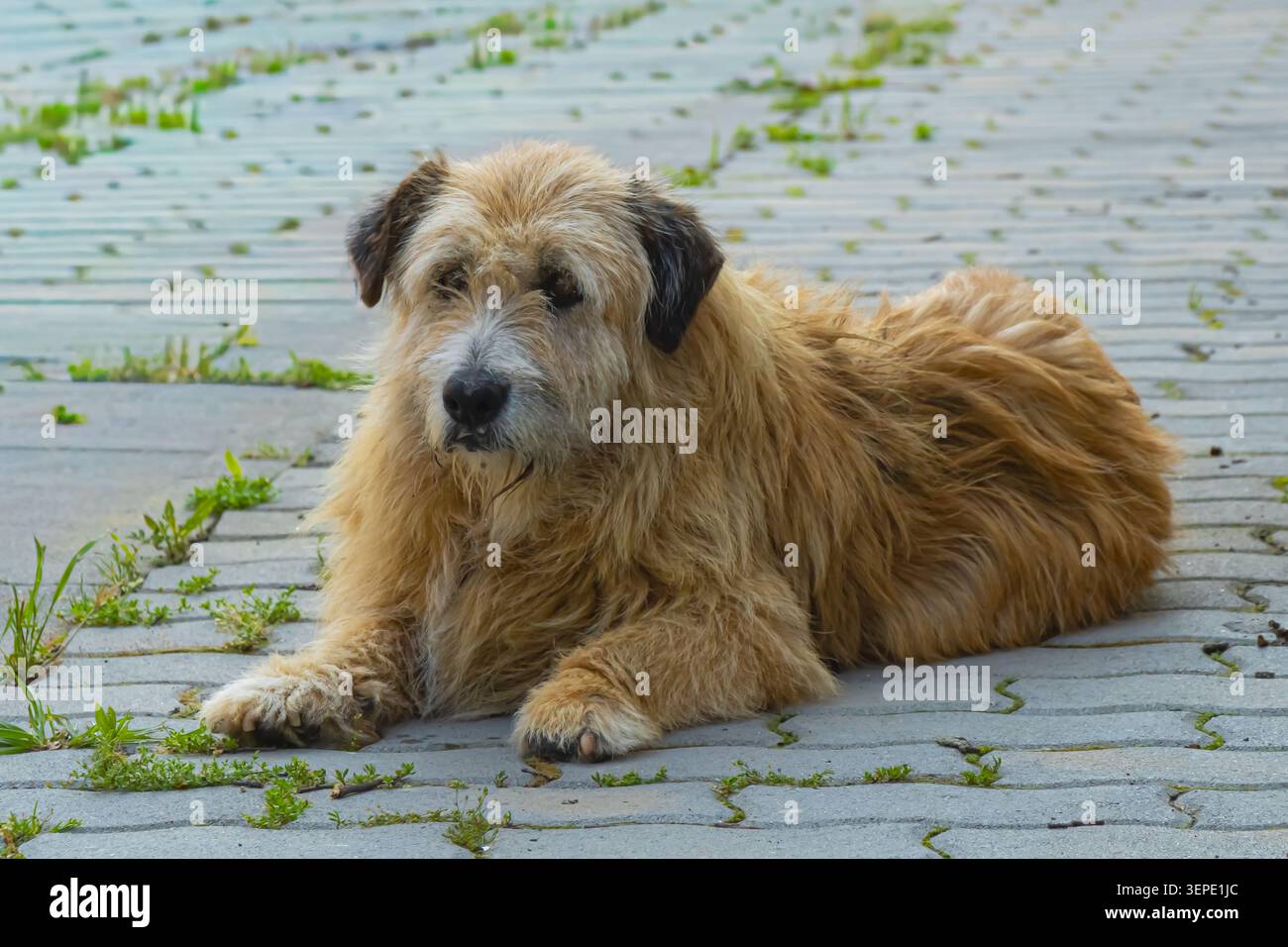 Un cane shaggy di razza mista giace tranquillamente su una passerella pavimentata, mostrando una postura rilassata e una consistenza naturale della pelliccia in un ambiente tranquillo all'aperto. Foto Stock