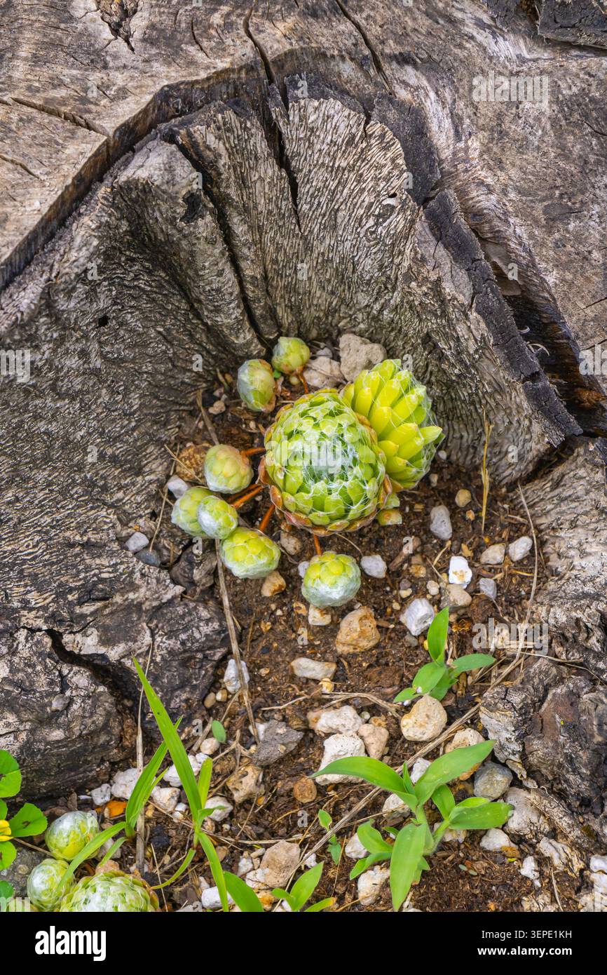 Le galline Sempervivum e i pulcini succulenti crescono all'interno di un ceppo di alberi cavo e intemperie, creando un contrasto sorprendente tra le rosette verdi fresche e l'invecchiamento W. Foto Stock