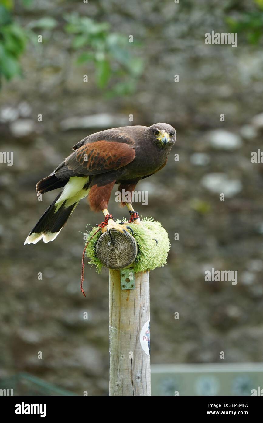 Il Majestic Harris's Hawk si trova all'aperto sul Falconry Perch Foto Stock