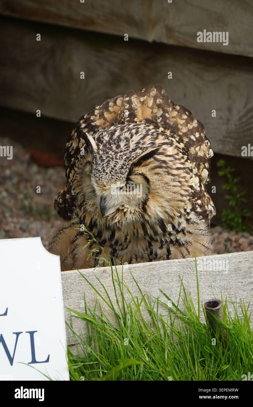 Aquila eurasiatica che poggia a terra vicino alla barriera di legno Foto Stock