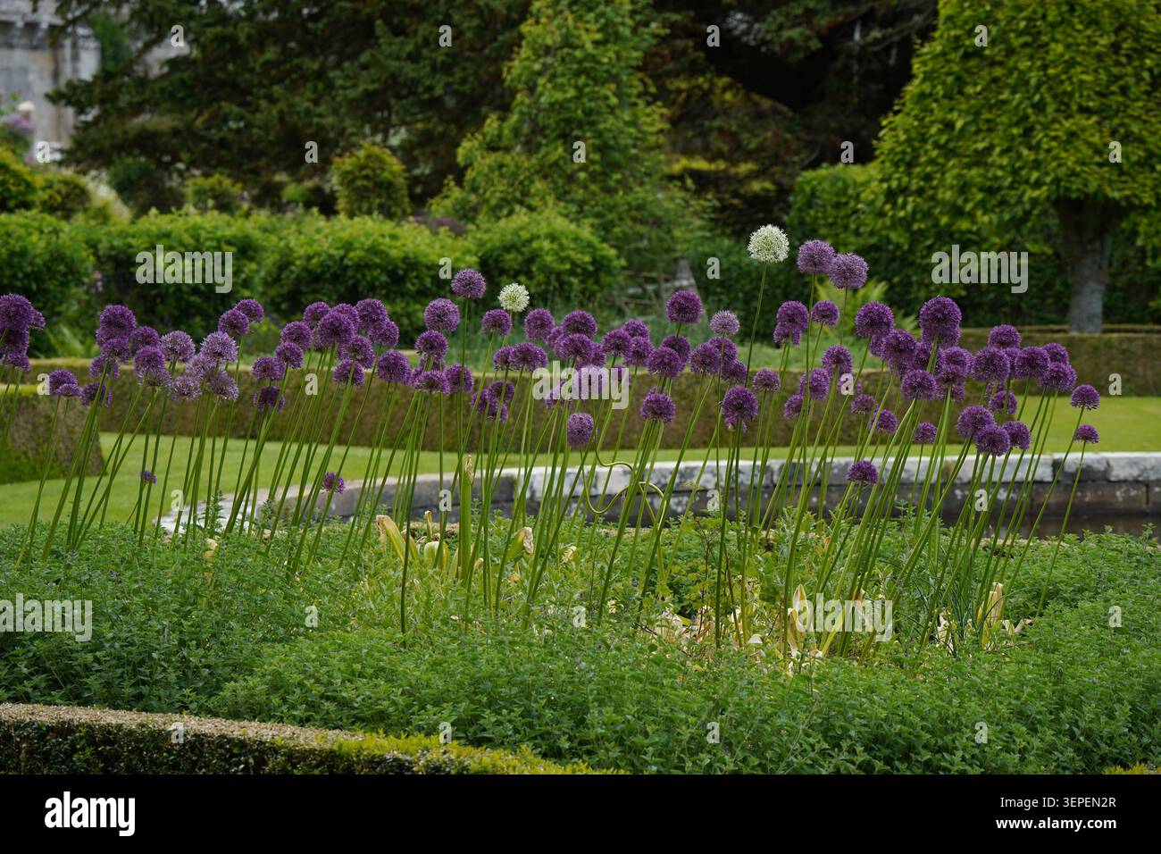 Fiori di Allium viola che fioriscono nel giardino formale della tenuta Foto Stock