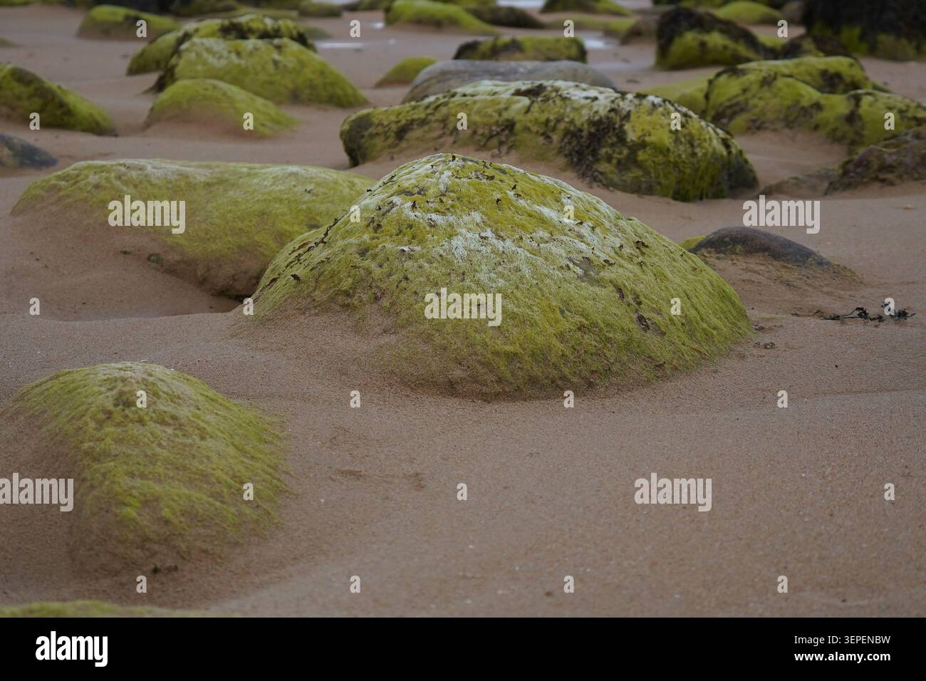 Rocce coperte di muschio e massi sparsi su una spiaggia sabbiosa a Low Tide Foto Stock