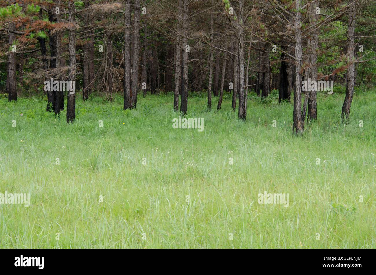 Pino a foglia di manzo, Pinus echinata, tronchi carbonizzati dopo il fuoco Foto Stock