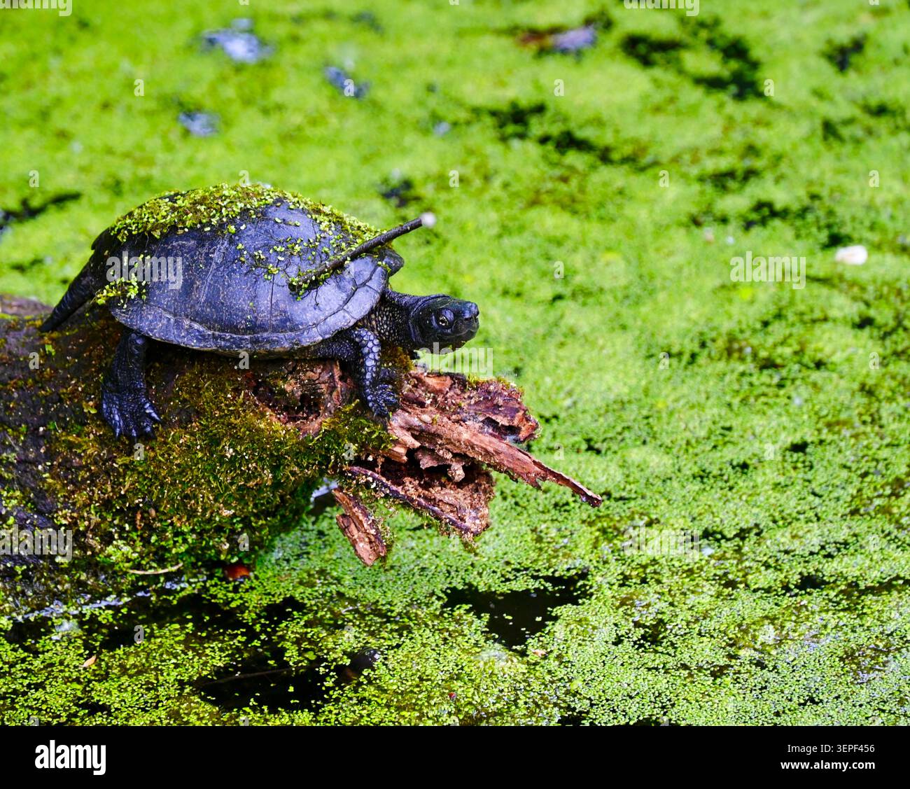Un dettagliato primo piano di una tartaruga di stagno europea selvaggia (Emys orbicularis) che poggia sul bordo rotto coperto di muschio di un tronco che sporge dall'acqua Foto Stock
