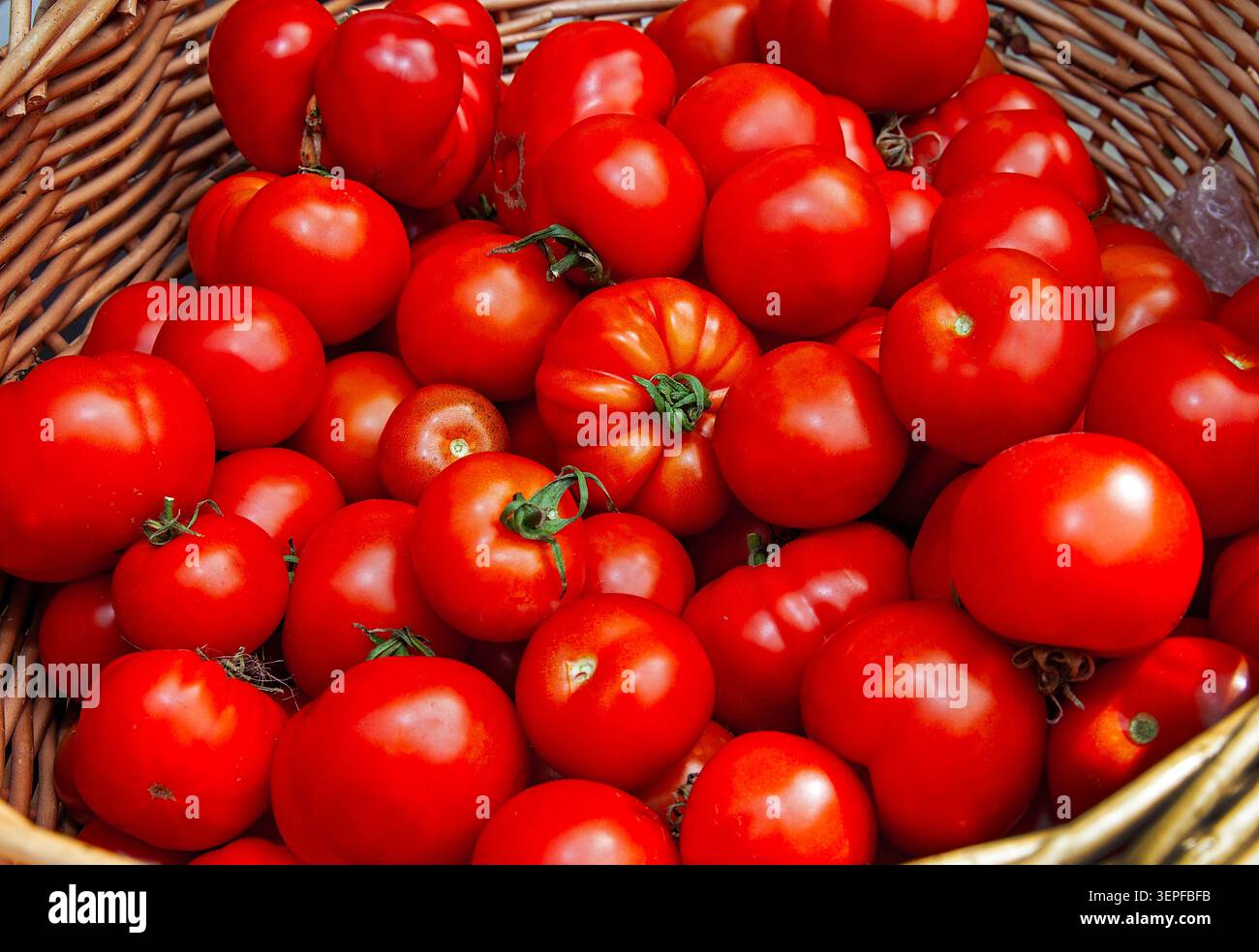Cesto pieno di pomodori succulenti e maturi, pieno di sapore e raccolto alla massima perfezione, non raccolto di verde e lasciato maturare. Foto Stock
