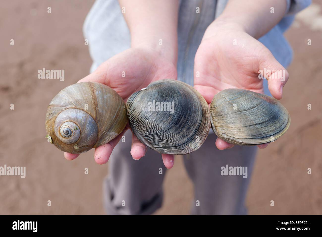 Primo piano di una vongola fresca dell'Isola del Principe Edoardo tenuta in una mano. Foto di alta qualità Foto Stock