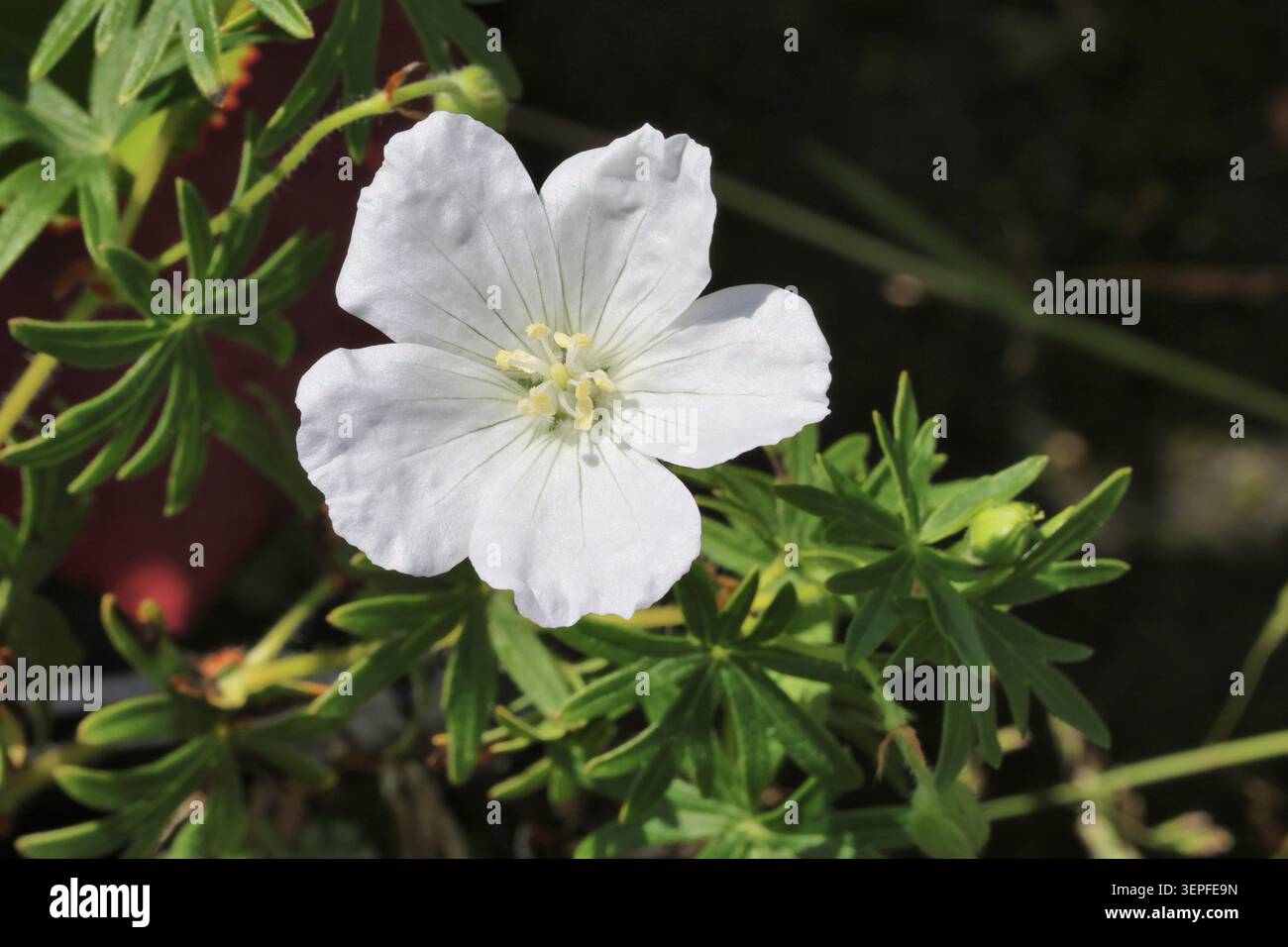 Geranium sanguineum 'Album'. Close up macro di un singolo fiore di geranio erbaceo bianco in estate. Foto Stock