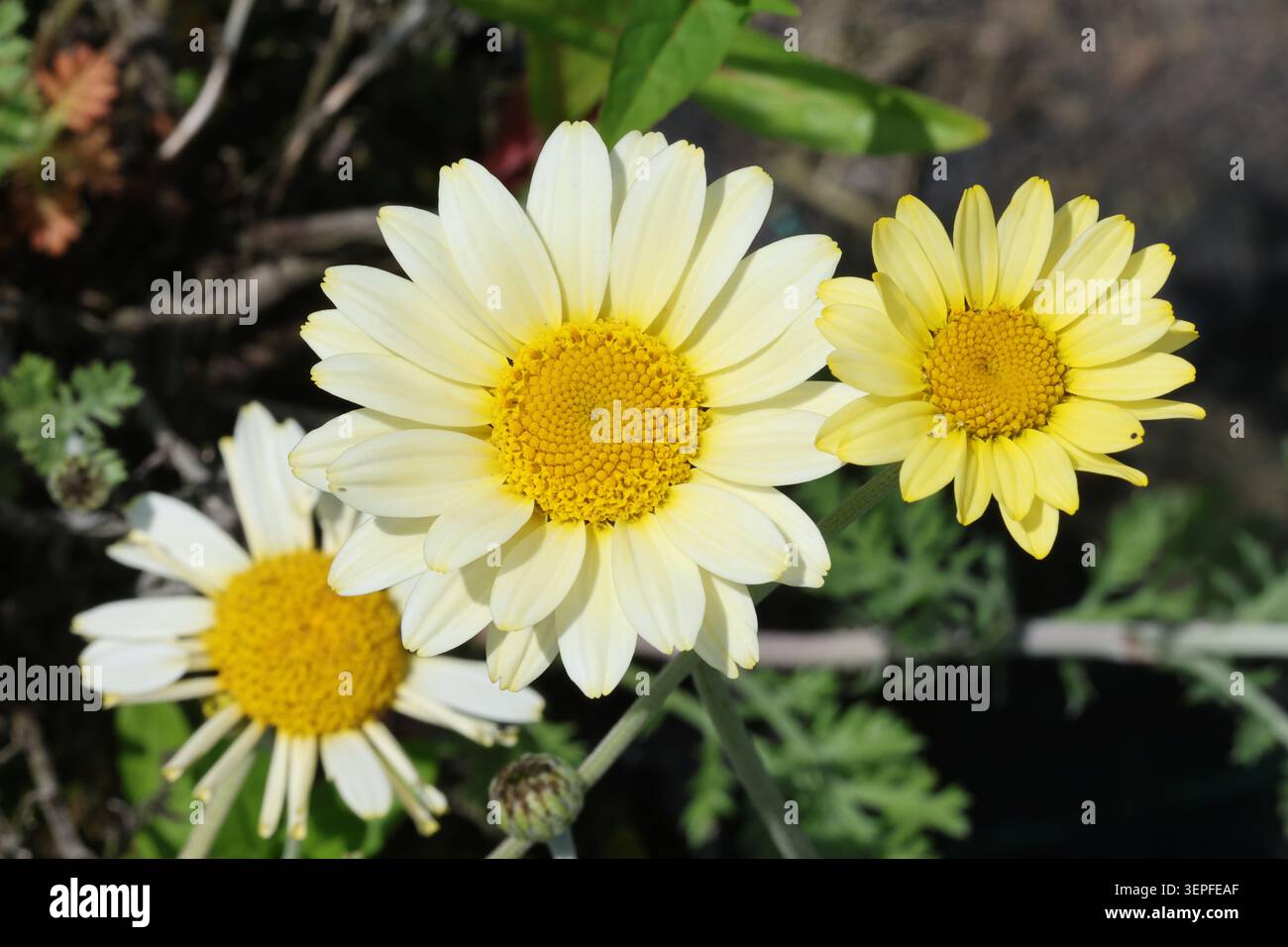 Cota tinctoria 'Sauce Hollandaise'. Primo piano di fiori di camomilla tinctoria che aprono di giallo e sbiadiscono attraverso la crema fino al bianco. Sinonimo Anthemis tinctoria Foto Stock