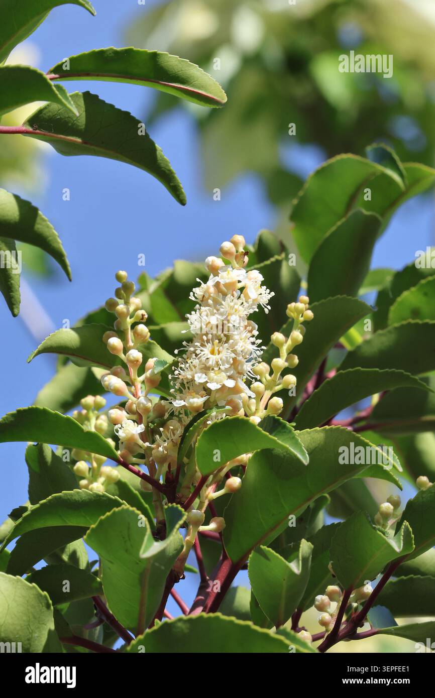 Prunus lusitanica 'Brenelia'. Foglia e spiga floreale del Laurero portoghese compatto con steli rossi distintivi e fiori bianco crema. Foto Stock
