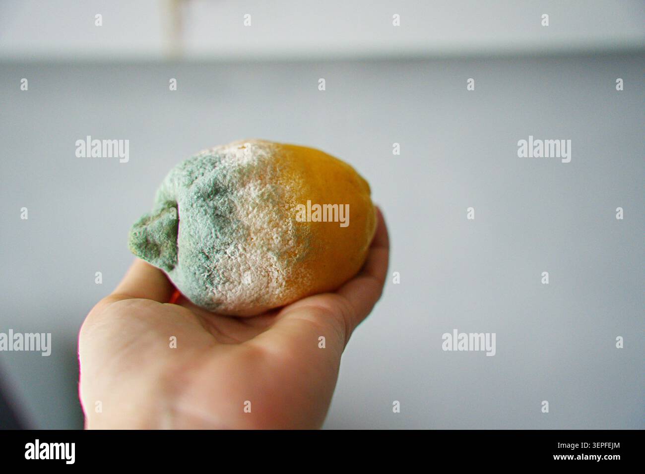 Sul palmo della mano c'è un agrumato, un limone, con segni di grave deterioramento e formazione di muffa. Foto orizzontale Foto Stock