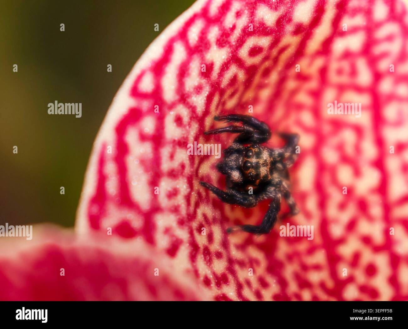 Un piccolo ragno si trova su vivaci petali a motivi geometrici. Le tonalità rosso e crema formano un design intricato e simile a un pizzo. Le gambe e il corpo di Spider sono scuri, dettagliati e a. Foto Stock