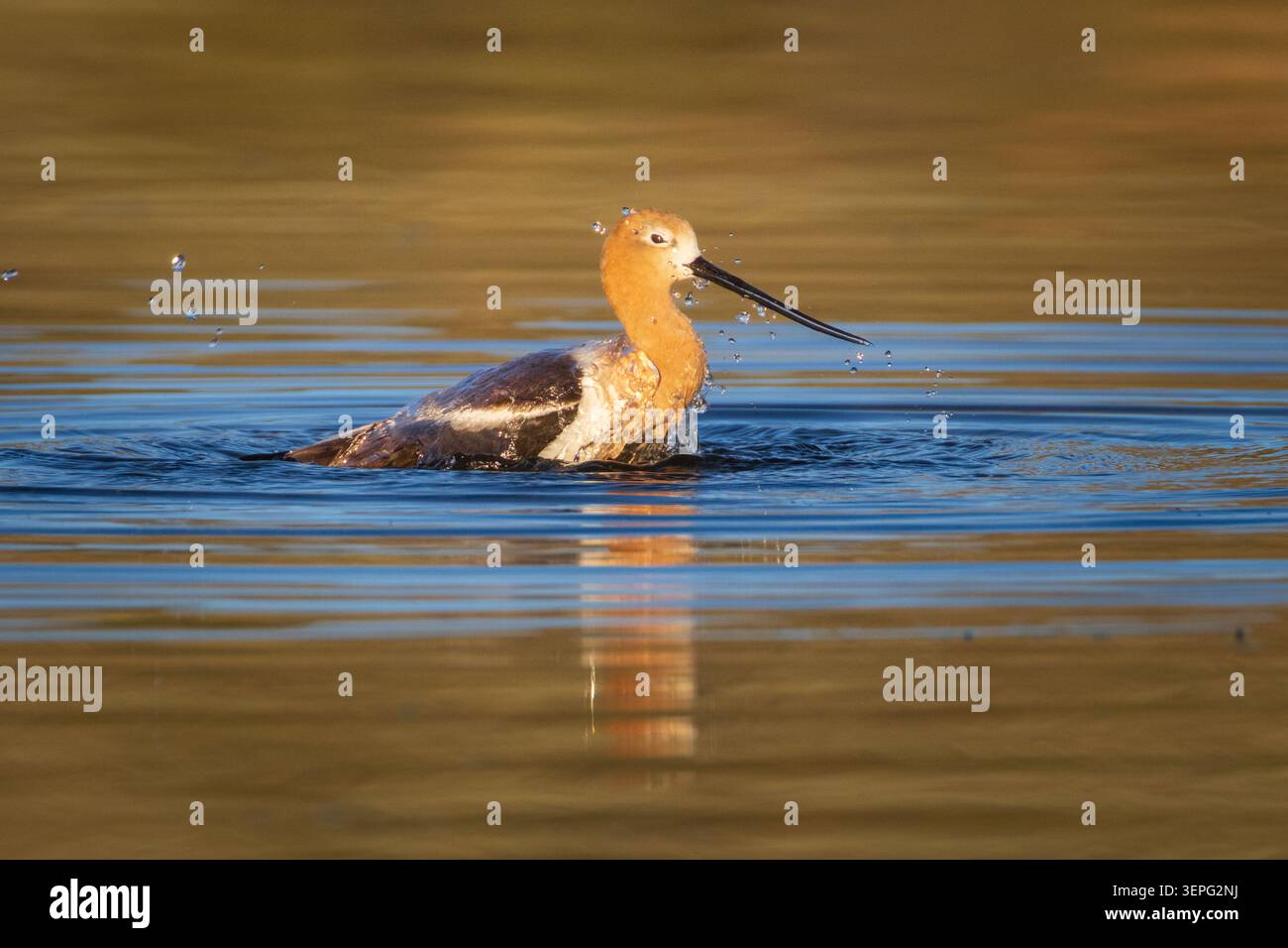 Un'avocet americana (Recurvirostra americana) bagna nel lago artificiale Shugru, Lassen County, California, goccioline d'acqua che volano dalla sua testa ruvida. Foto Stock