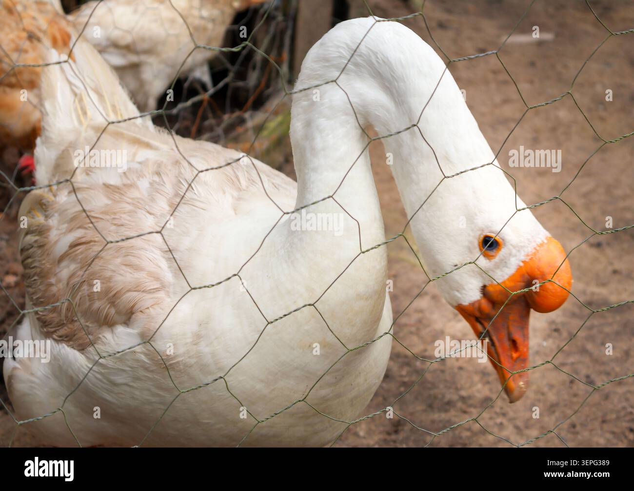 Un'oca imponente vicino alla casa delle polli. Foto Stock