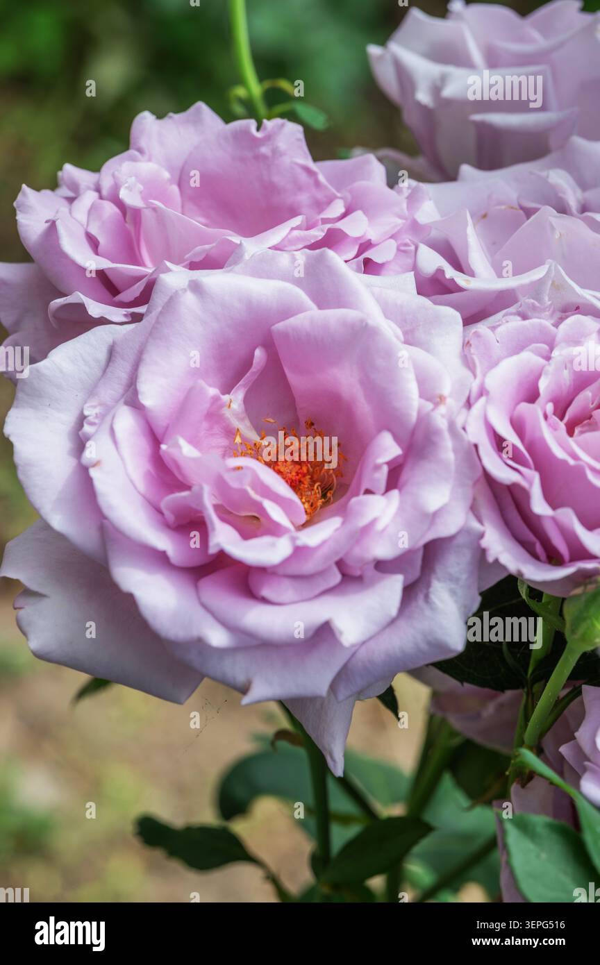 Delicate rose di lavanda in pieno fiore Foto Stock