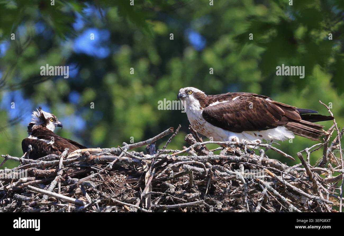 Famiglia Osprey sul nido con bambino e sfondo verde Foto Stock