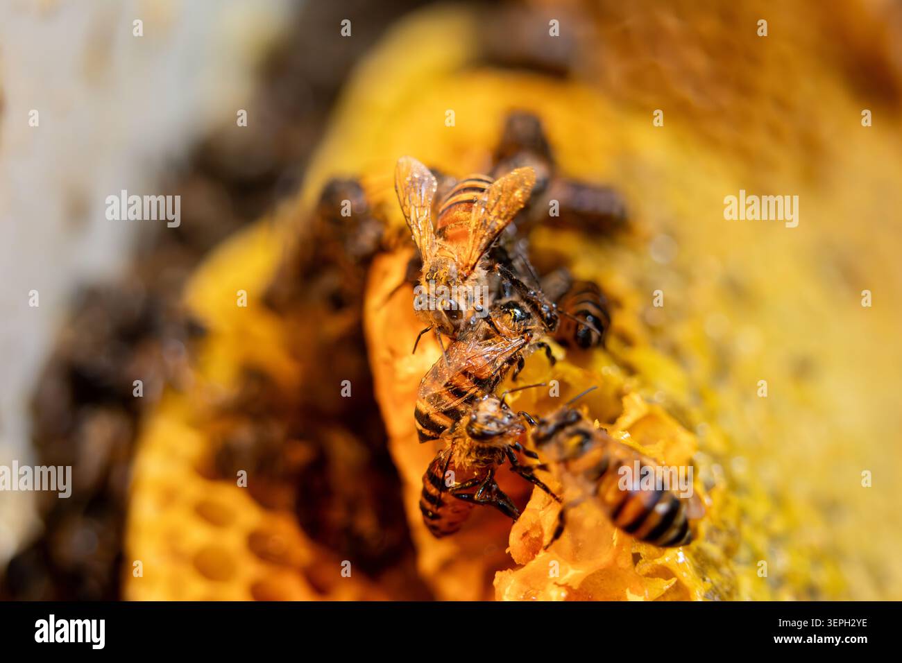 L'impollinatore di insetti di api, primo piano a nido d'ape, il lavoro di squadra, la fauna selvatica e la cooperazione sono mostrate mentre le api lavorano insieme a nido d'ape Foto Stock