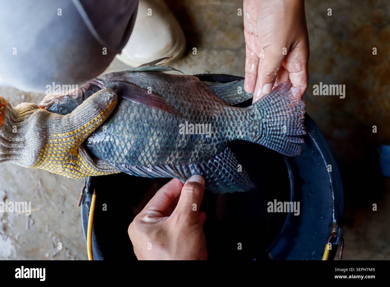 Tilapia Fish Measurement for Aquacoltura Research and Fisheries Science Foto Stock